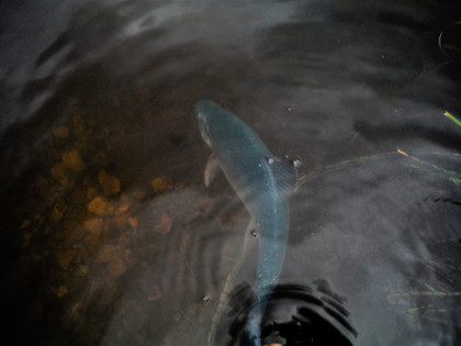 Glyncorrwg blue trout on the dry fly