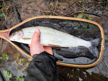 Upper Monnow grayling