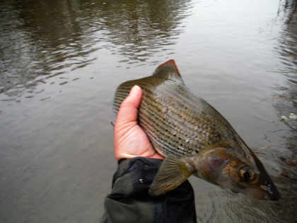 Craig Llyn grayling