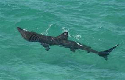 Basking shark