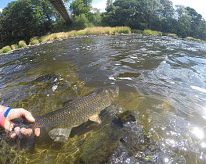 Releasing a chub at Bridge Gutter, Gromain - SP from Atford