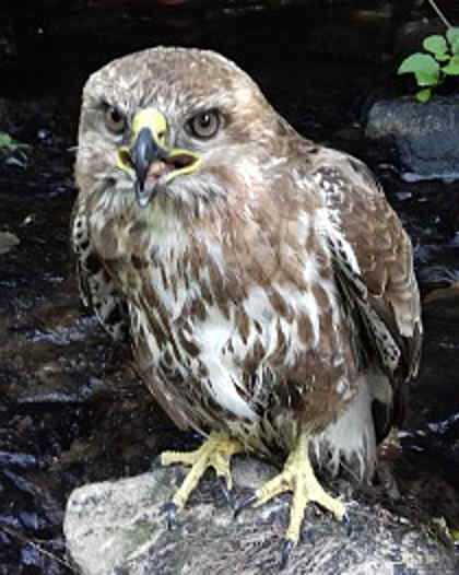 Young Buzzard at Kington - JA from Leominster