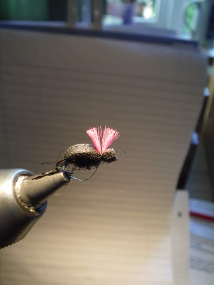 Foam beetle with pink sighter wing