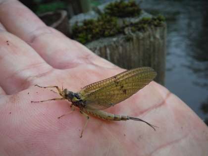 Last of the Mayfly