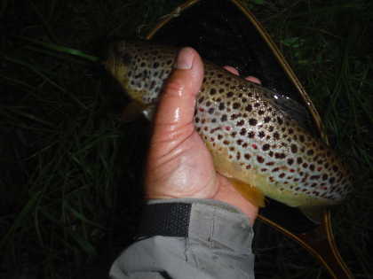 Lower Monnow trout on mayfly pattern