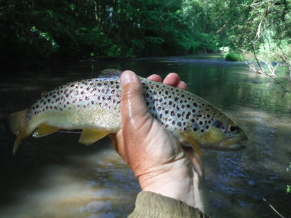 Lower Monnow trout
