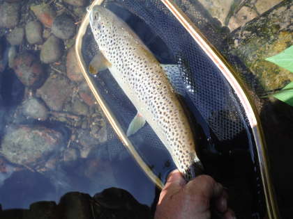 Releasing an Usk trout