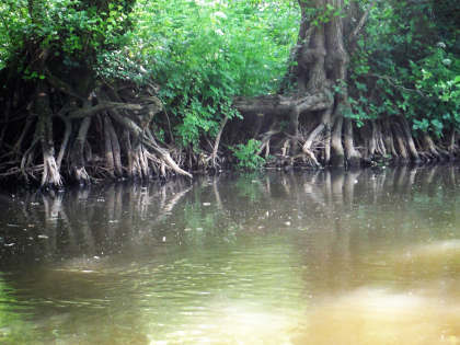 Alder roots - first haven of a hooked trout