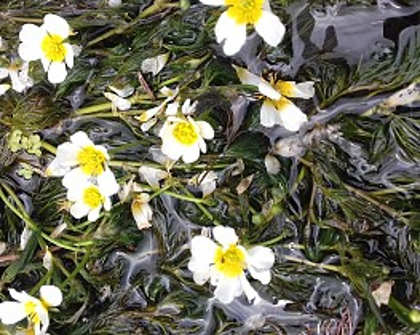 Ranunculus in flower - JA of Leominster