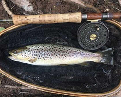 Abercynrig Trout - RD from Redditch