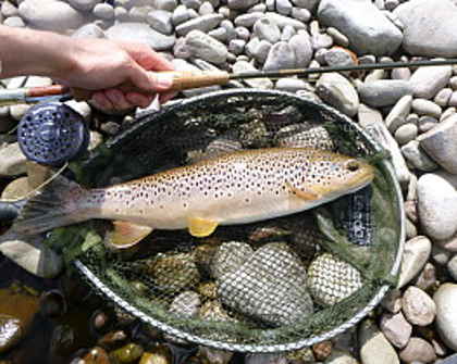 Dinas trout - DR from Bristol