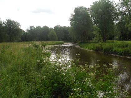 Cricket bat willows at Bucknall