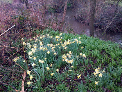 Bideford brook