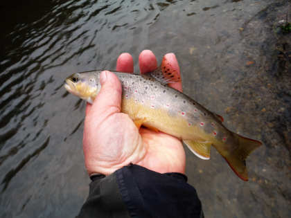 Bideford Trout