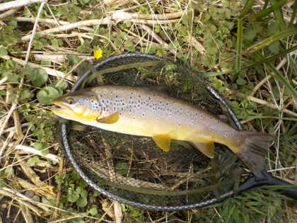 RW of Portishead's 18 inch trout from LLantarnam Abbey