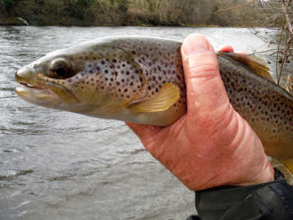 Lean early trout