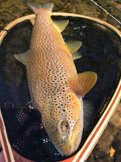 Dinas trout – CH from Bromsgrove