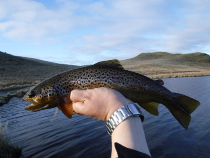 Teifi Pools trout