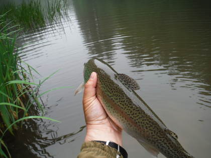 Rainbow feeding on spring buzzers