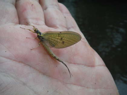 Green drake mayfly