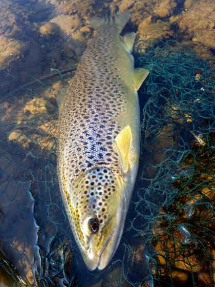 Greenbank trout – SJM from Herefordshire