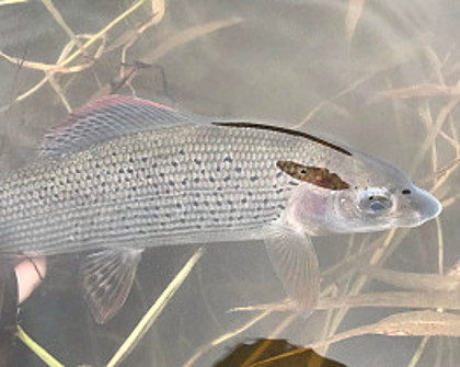 Arrow Grayling – LR from Swansea