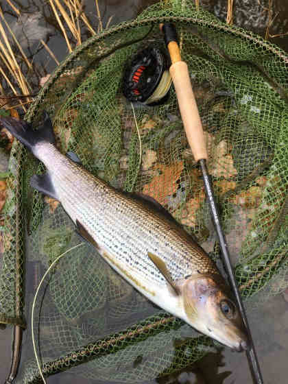 Doldowlod grayling – KJ from Abercynon