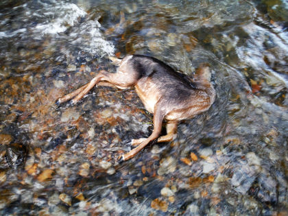 Deer, believed destroyed by poachers