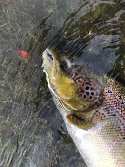 38 inch hen fish on the last day of the season, Abernant, PR of Shrewsbury