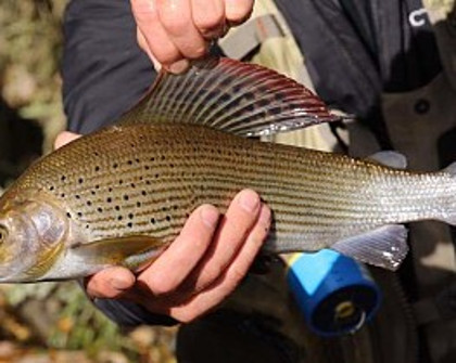 Craig Llyn grayling - DM, SW and PB of Hereford