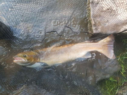 18lb hen fish from the Dean & Chapter (middle Wye) on the last day of the month.