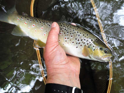 Titley trout