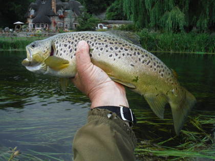 Trout from a weeded Avon