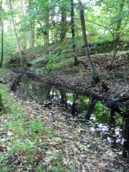 Cannop Brook – the former stream bed