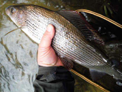 Grayling from the middle Irfon