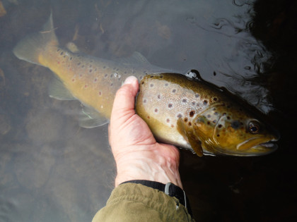 Autumn trout from the Irfon