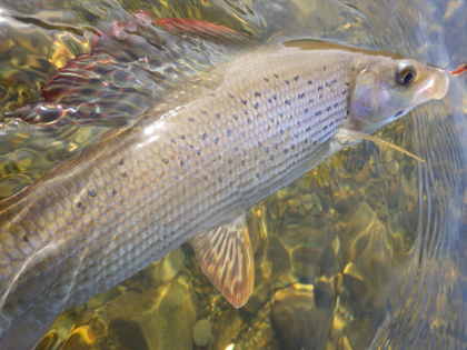 Colonel's Water grayling – SJM from Hereford