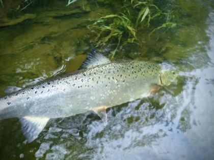 James Manning's 18-20lb hen fish he caught on a Dee Monkey conehead on 30th April from Lower Glanwye (Llyn Em).