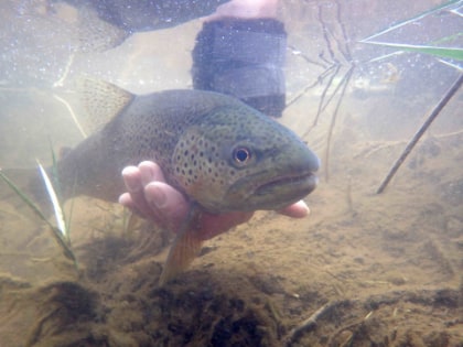 Abercynrig trout – SJ from Herefordshire