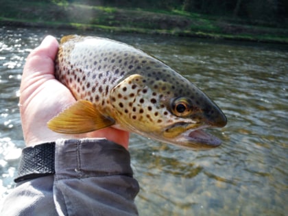 Lower Usk trout