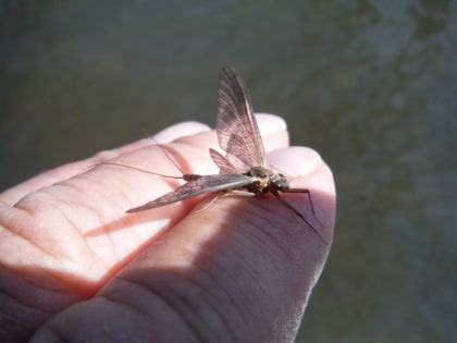 March brown from the upper Monnow