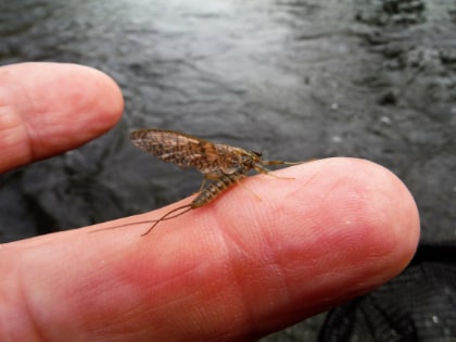 March brown in the final stages of emergence – wings not yet dry