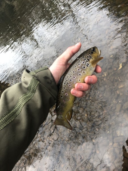 Litton's Fishing Lines: Fishing Salmon Eggs For Rainbow Trout, Brook Trout