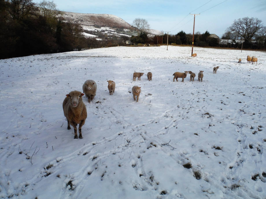 Early spring under the Black Mountains