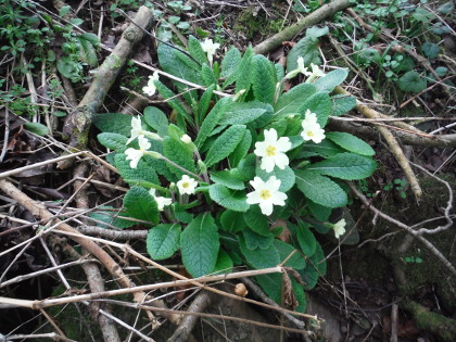 First Primrose