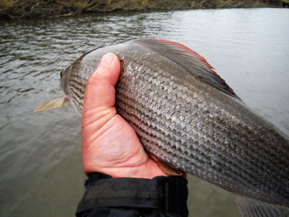 Llandewi grayling