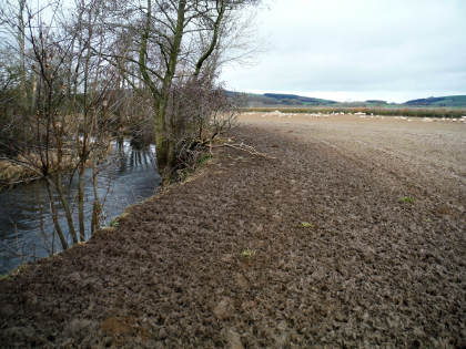 Over-grazing right to the edge of the water