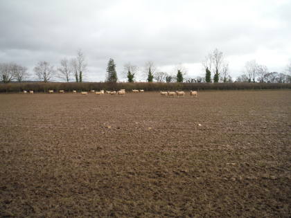 Sheep on poached land