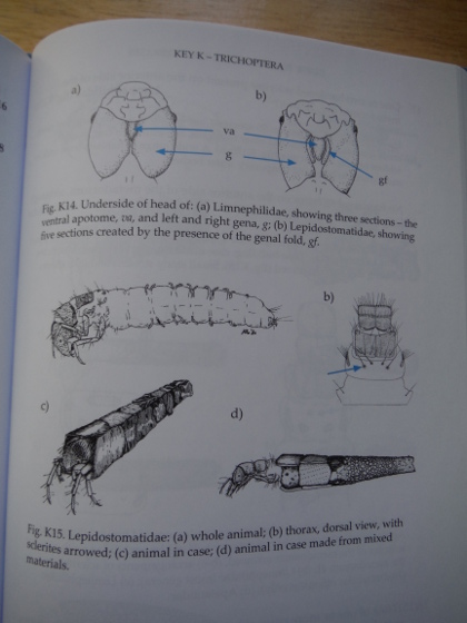 Identifying species - the system