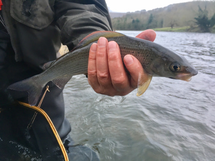 Wye grayling in high water